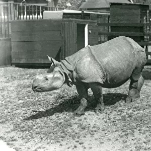 A young Indian Rhinoceros at London Zoo, June 1922 (b / w photo)