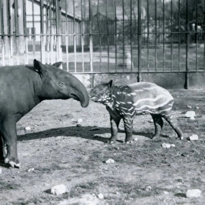 Young Malayan Tapir with its mother at London Zoo, 5th October 1921 (b / w photo)