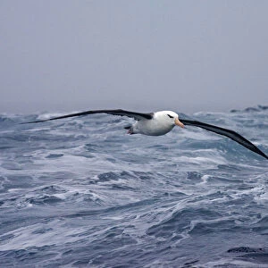 Adult Black-browed Albatross flying above open ocean, Thalassarche melanophris
