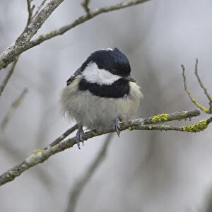 Coal Tit perched in a tree, Periparus ater
