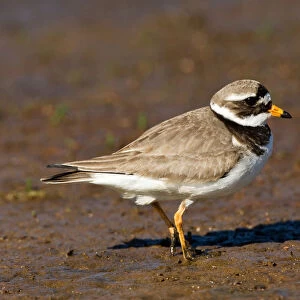 Common Ringed Plover adult standing, Charadrius hiaticula