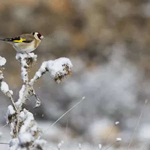 European Goldfinch, Carduelis carduelis, Spain