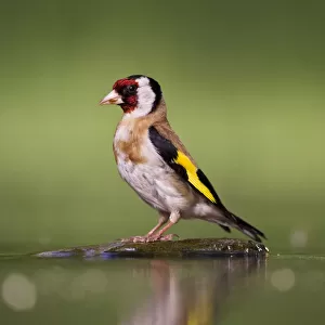 European Goldfinch at drinking site, Carduelis carduelis