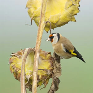 European Goldfinch foraging, Carduelis carduelis, Netherlands
