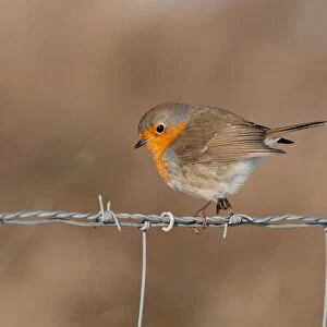 European Robin on barbed wire, Erithacus rubecula