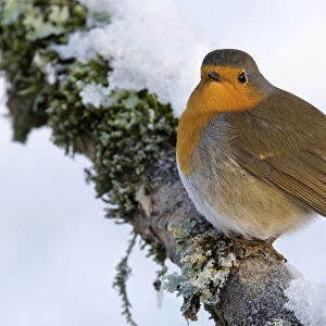 European Robin perched with snow, Erithacus rubecula, Italy