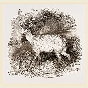 Fallow-Deer