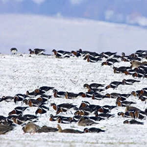 Flock of Red-breasted Geese (Branta ruficollis) wintering in Bulgaria, Bulgaria
