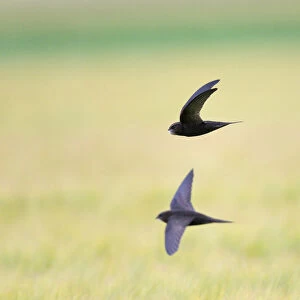 Foraging Common Swift flying low above grain fields, Apus apus, Netherlands