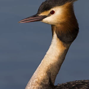 Grebes Related Images