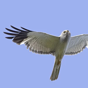 Hen Harrier adult flying againt blue sky, Circus cyaneus