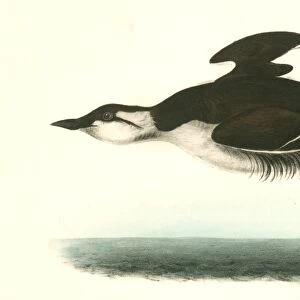 Large-billed Guillemot. Male. Audubon, John James, 1785-1851