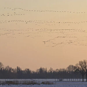 Large group of wintering Barnacle Geese and Greater White-fronted Geese, The Netherlands