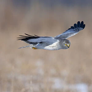 Male Hen Harrier flying and hunting above wintery arable land, Circus cyaneus, Netherlands
