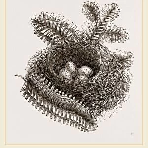 Nest of Bullfinch