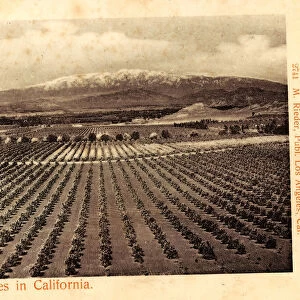 Oranges Agriculture California 1904 Kalifornien