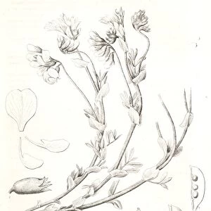Orobus littoralis, 1. Vexillum, wing, and a keel petal, 2. Calyx, 3. Stamens, 4. Pistil