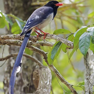 Red-billed Blue Magpie, Urocissa erythroryncha