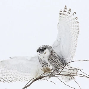 Snowy Owl landing on branch, Bubo scandiacus