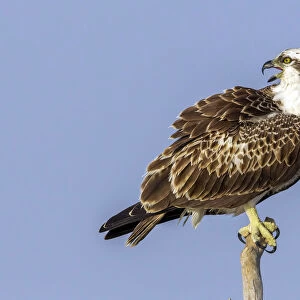Young Osprey asking for food in the mangroves of Wadi Lahami, Egypt, Egypt