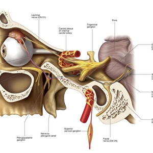 Anatomical pathways of innervation to the lacrimal gland