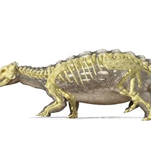 An Ankylosaurus dinosaur with full skeleton superimposed