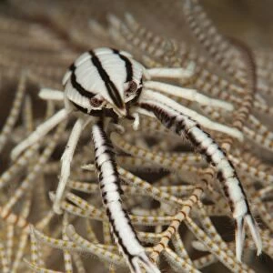 Crinoid squat lobster on crinoid feather star, Bali, Indonesia