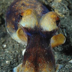 The day octopus on volcanic sand, Lembeh Strait, Indonesia