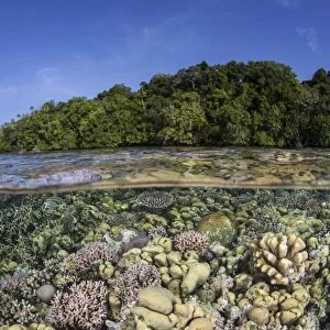 A diverse coral reef grows in shallow water in the Solomon Islands