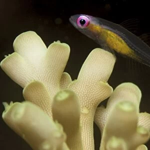 Fish : redeye hovering goby
