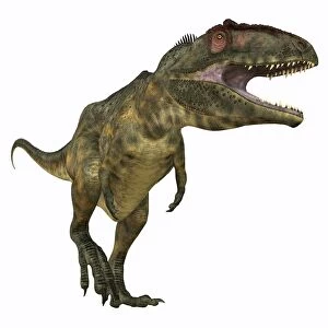 Giganotosaurus dinosaur, white background