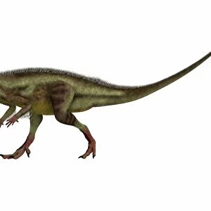 Hypsilophodon is an ornithopod dinosaur from the Cretaceous Period