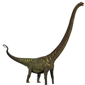 Mamenchisaurus, a plant-eating sauropod dinosaur