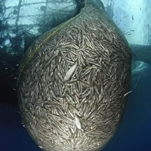 Net full of Ikan Puri, a small anchovy like fish, West Papua, Indonesia