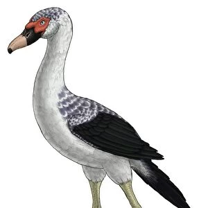 Presbyornis, an extinct genus of anseriform bird