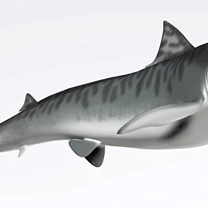 Tiger Shark Profile