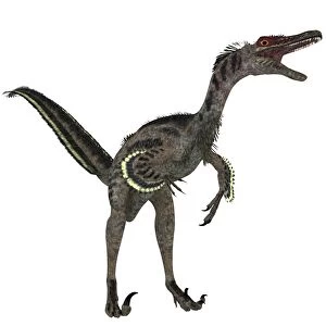 Velociraptor, a theropod dinosaur from the late Cretaceous Period
