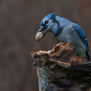 Blue jay provision for autumn