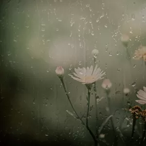 daisy in rain