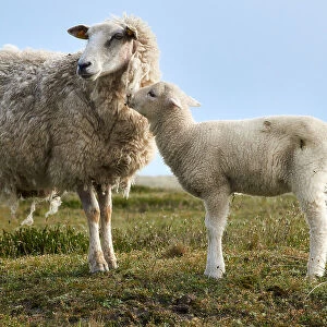 Hello Mum - Lamb with Ewe