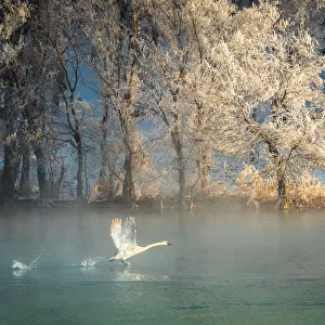 Spirit of a swan