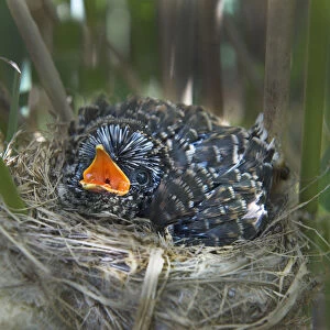 12 day chick of European cuckoo (Cuculus canorus) in Reed warblers (Acrocephalus