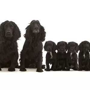 Adult black Cocker Spaniel pair with six puppies sitting in a line