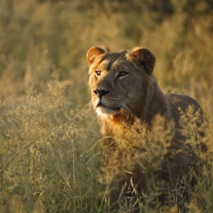 African lion (Panthera leo) male amongst long grass in the wet season, Kalahari Desert