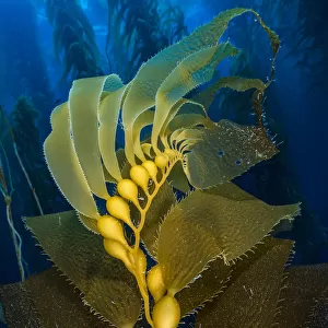 Air filled bladders of Giant kelp (Macrocystis pyrifera). Santa Barbara Island, Channel Islands