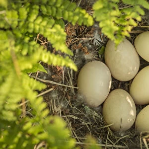 American wigeon (Anas / Mareca americana) nest with seven eggs, Anchorage Provincial Park