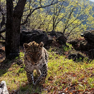 Amur leopard (Panthera pardus orientalis) walking up mountain slope with rocks behind, Land of the Leopard National Park, Russian Far East. Critically endangered. Taken with remote camera. May