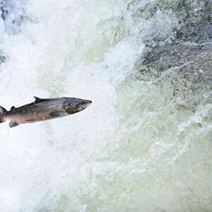 Atlantic salmon (Salmo salar) moving upriver to spawn. Lligwy River nr Betws y Coed