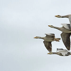 Bar headed geese (Anser indicus), four in flight, one calling. Coming in to land at breeding site