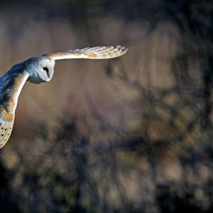 Barn owl (Tyto alba) in flight, Norfolk, England, UK, February